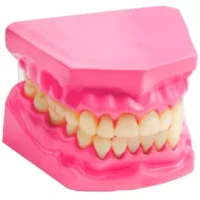 Dentadura - EDUTOYS - Compra online en medsuq.cl