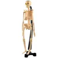 Esqueleto - EDUTOYS - Compra online en medsuq.cl