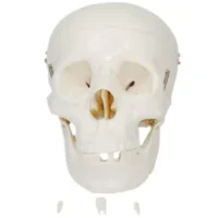Cráneo Anatomico Tipo Natural - JM IMPORT - Compra online en medsuq.cl