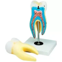 Modelo Muela Gigante Pintada - JM IMPORT - Compra online en medsuq.cl