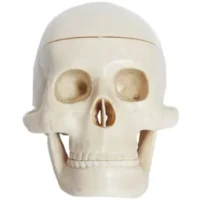 Cráneo Anatómico Pequeño - JM IMPORT - Compra online en medsuq.cl