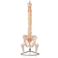 Columna Vertebral con Pelvis y Femur - JM IMPORT - Compra online en medsuq.cl