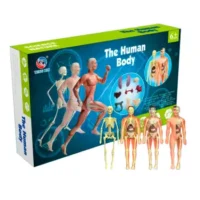 Kit Anatomía Cuerpo Humano Armable - JM IMPORT - Compra online en medsuq.cl