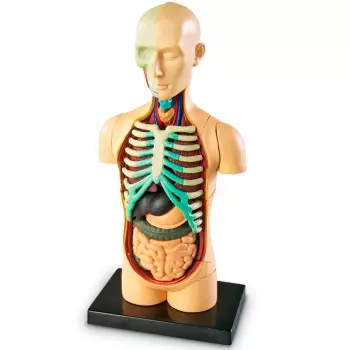 Torso Modelo Anatómico - EDUTOYS - Compra online en medsuq.cl