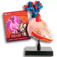 Modelo Anatómico Corazón - JM IMPORT - Compra online en medsuq.cl