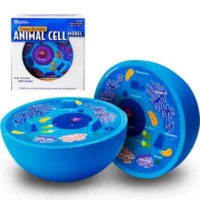 Modelo Célula Animal - LEARNING RESOURCES - Compra online en medsuq.cl