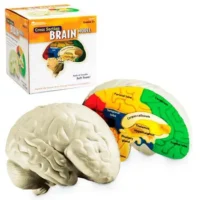 Modelo de Cerebro - LEARNING RESOURCES - Compra online en medsuq.cl