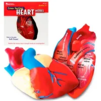 Modelo Corazón - LEARNING RESOURCES - Compra online en medsuq.cl