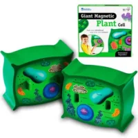 Modelo Célula Vegetal - LEARNING RESOURCES - Compra online en medsuq.cl