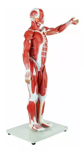 Modelo educativo 85CM Torso humano Cuerpo Modelo Anatomía Anatomía Órganos  internos Modelos Desmontable Sistema de anatomía muscular 29 piezas para la