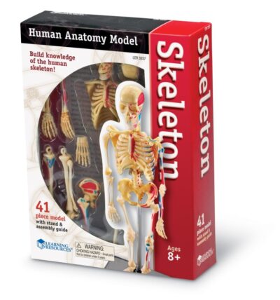 modelo esqueleto humano 23 cm medsuq